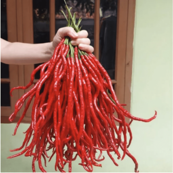 Cabai Kopay - Capsicum annuum - Image 2