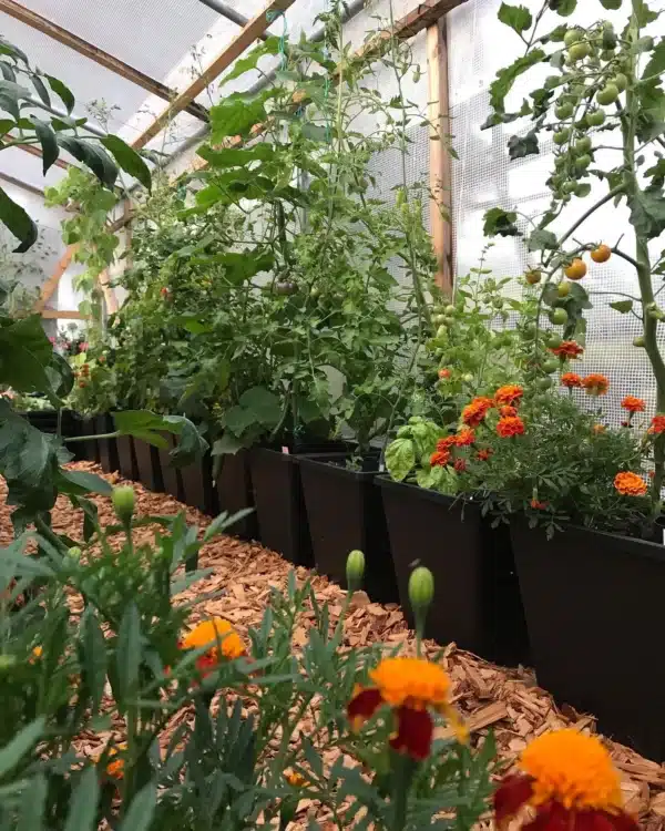 ABC Planter 1 - selvvandingskrukke - Kapillærkasse Genbrugsplast - Image 2