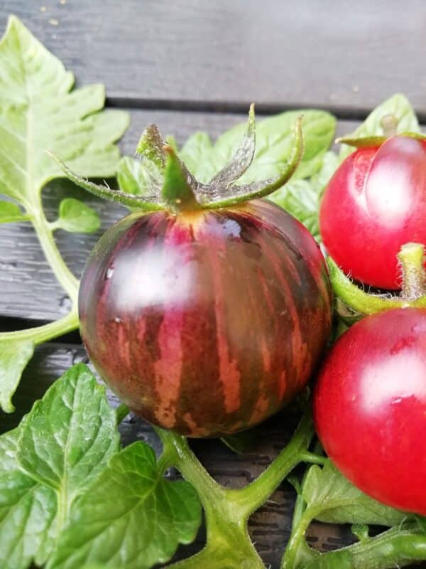 Tomat - Black Strawberry