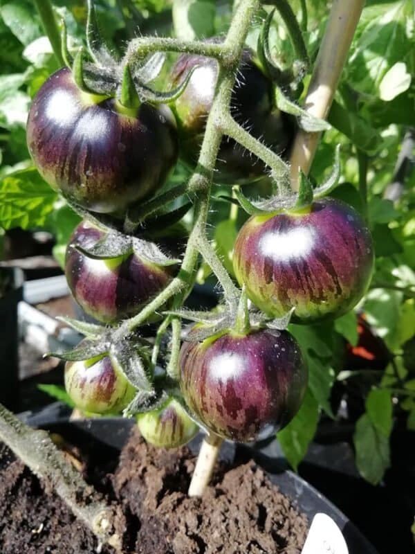 Tomat - Black Strawberry - Image 2