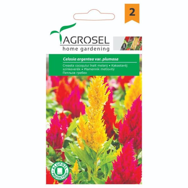 Hanekam - Celosia argentea plumosa