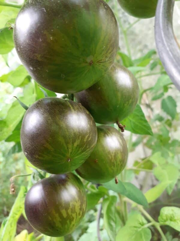Tomat - Pomme D`or De Saint Jean - Image 3
