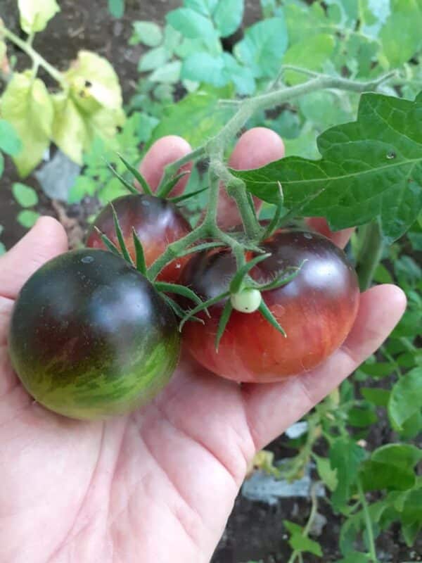 Tomat - Pomme D`or De Saint Jean