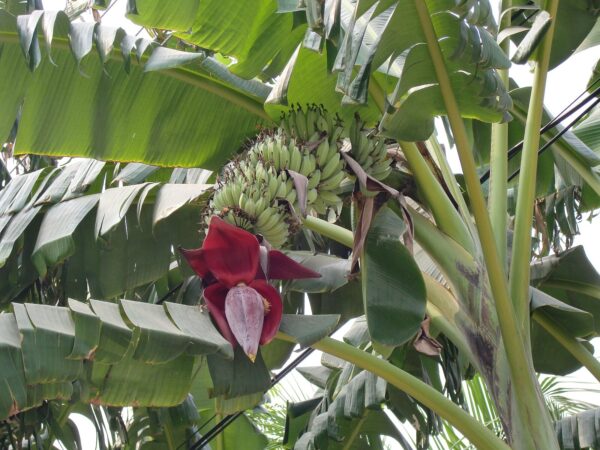 Pryd Banan - Musa acuminata subsp acuminata
