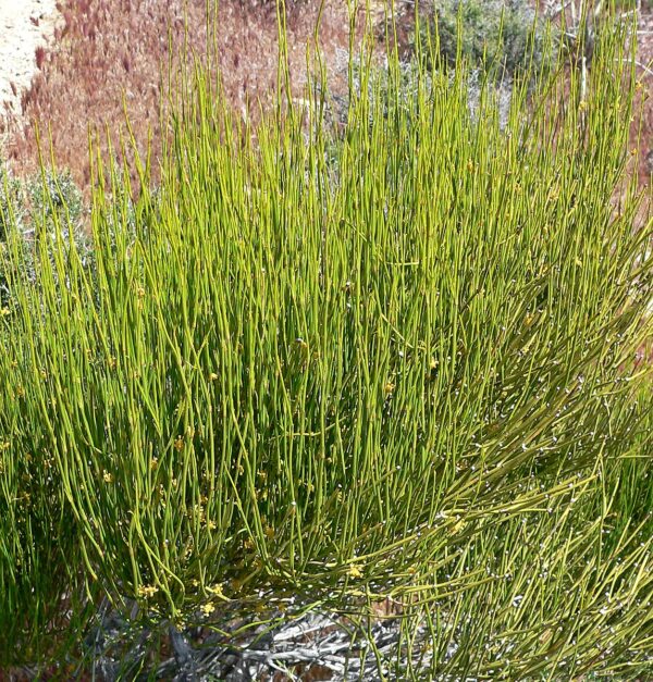 Grøn Mormon Te - Ephedra viridis