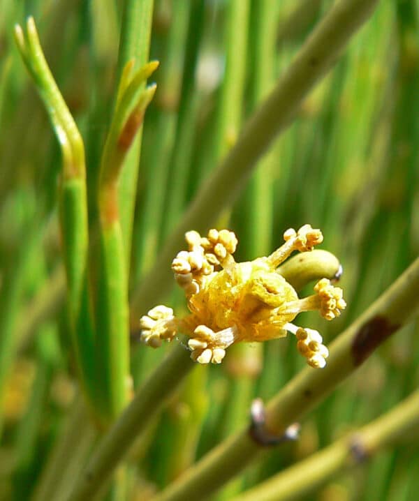 Grøn Mormon Te - Ephedra viridis - Image 2