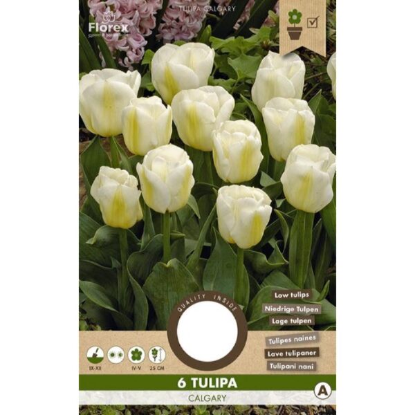 Tulipan Løg - Triumph Calgary