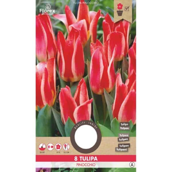Tulipan Løg - Quebec