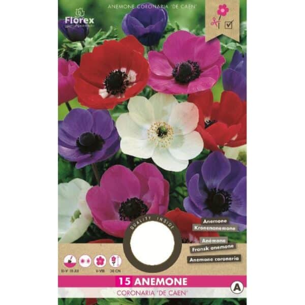 Anemone Løg - De Caen