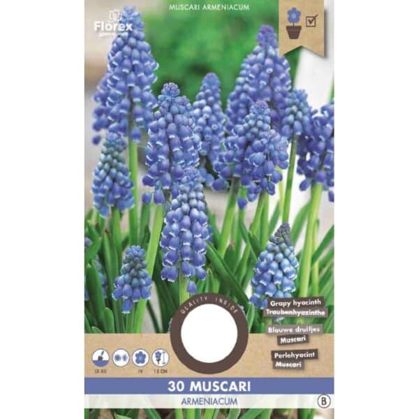 Perlehyacint Løg - Muscari Armeniacum