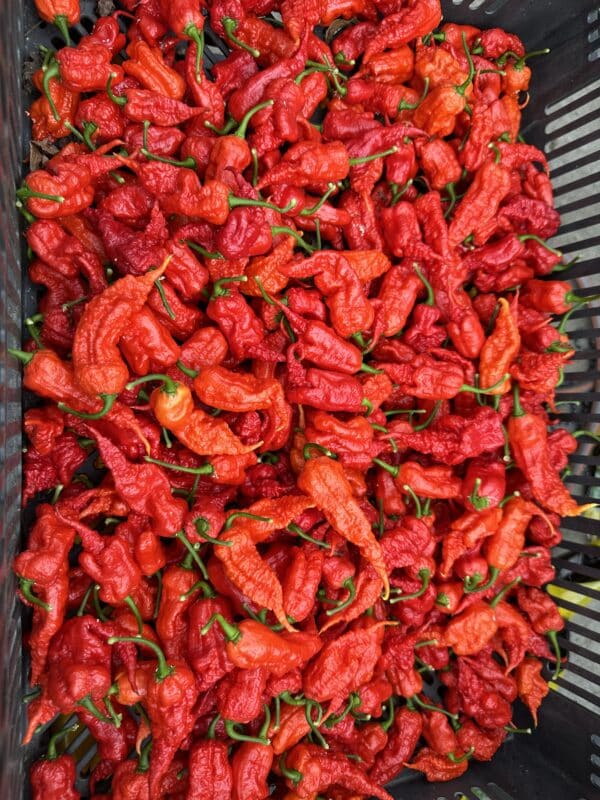 Primotalii red - C. chinense - friske frugter 100 g - Billede 2