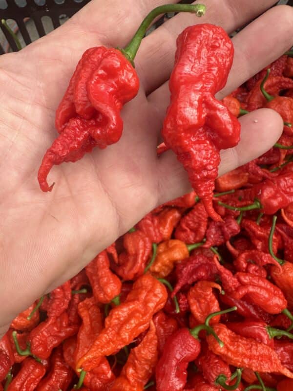 Primotalii red - C. chinense