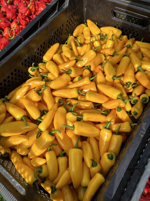 Gule Jalapeño - Friske