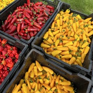 Friske Chilifrugter