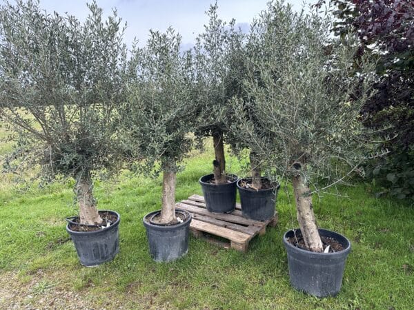 Oliventræ - Olea europaea
