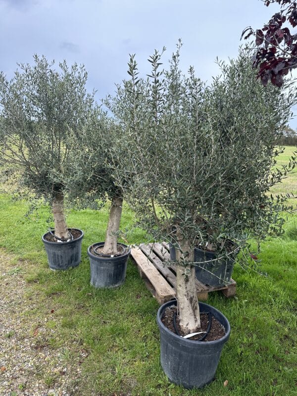 Oliventræ - Olea europaea - Image 2