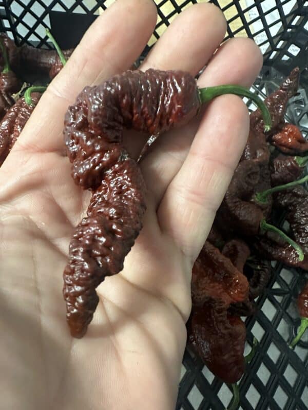 Primotalii Chocolate - C. chinense - friske frugter 100 g