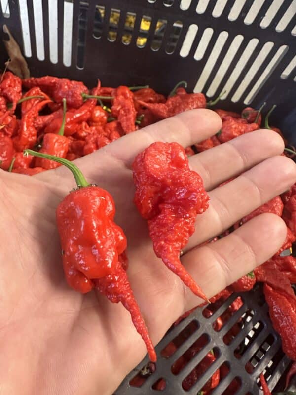 Primotalii red - C. chinense - friske frugter 100 g - Billede 6