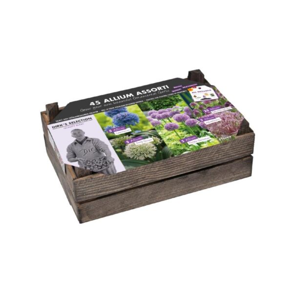 Blomsterløg Kasse - 5 forskellige Allium Mix