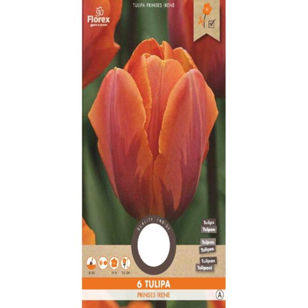 Tulipan Løg - Prinsesse Irene