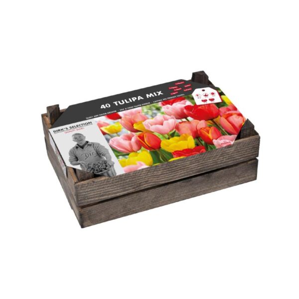 Blomsterløg Kasse - Tulipan Mix