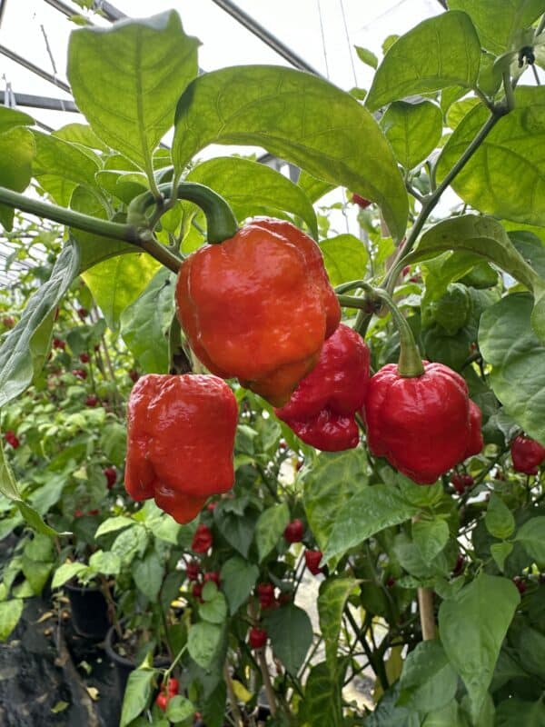 7 pot red gravedigger - C. chinense