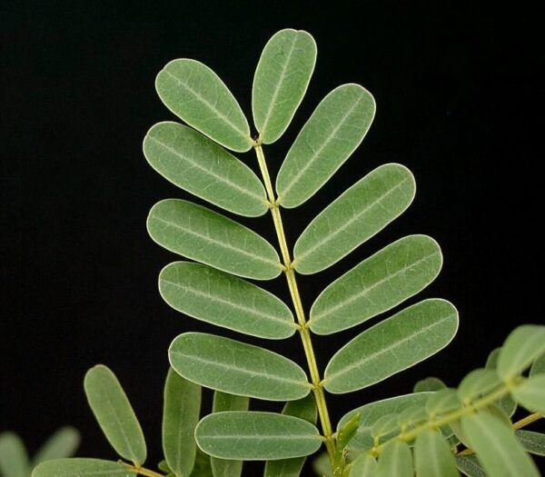 Delonix decaryi
