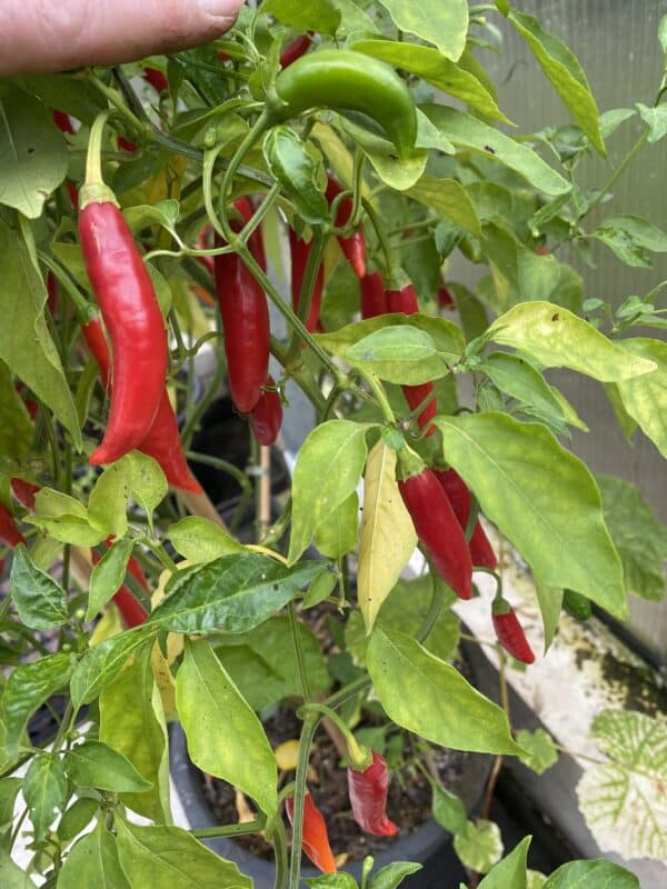 Red Torpedo  - C. baccatum
