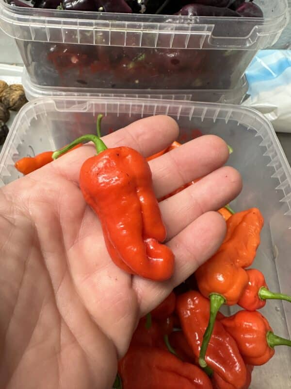Big Red Mama - C. chinense - Image 2