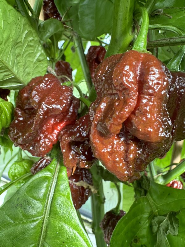 7 Pot Caramel  – C. chinense