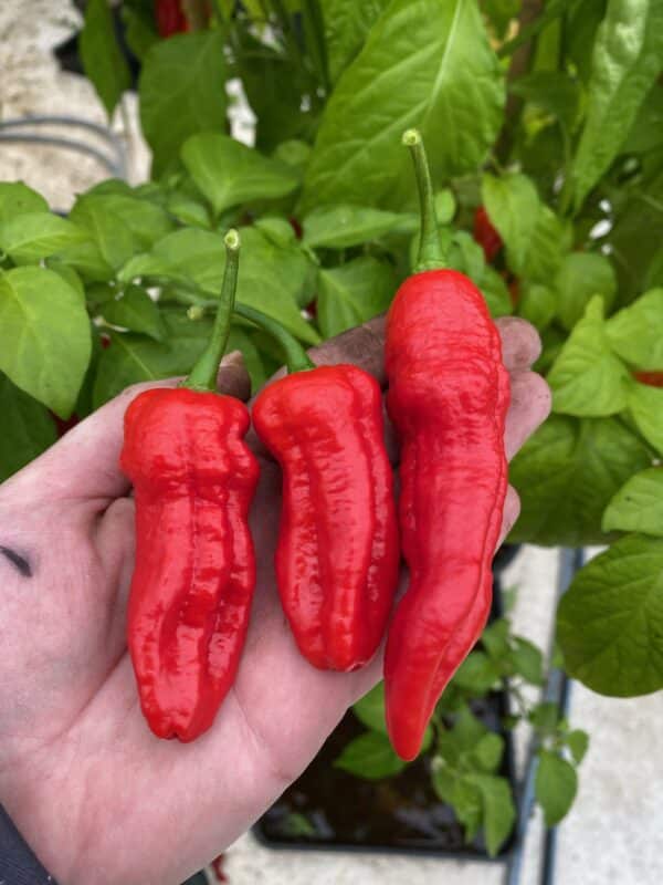 Big Red Mama - C. chinense