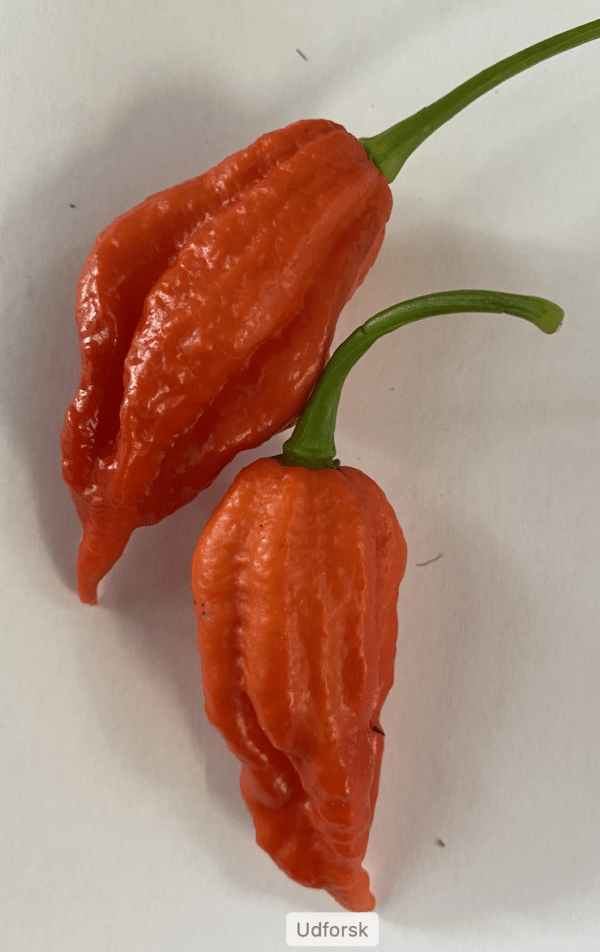 Arrow head - C.chinense