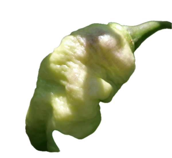 Faddas White - C. chinense
