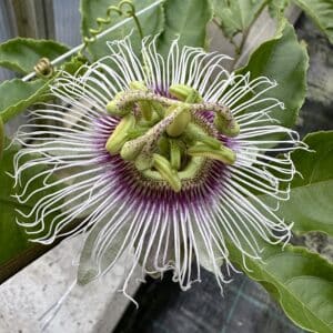 Passiflora