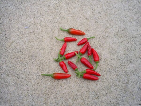 Pinguita De Mono -  C. annuum