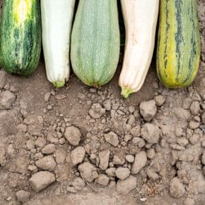 Squash - Zucchino