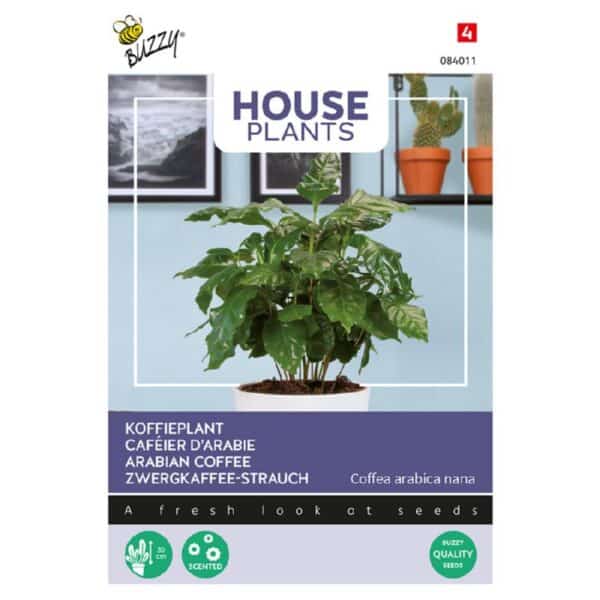 Kaffe Plante - Coffea arabica