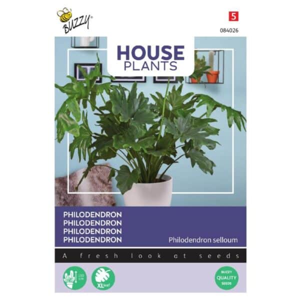 Philodendron selloum