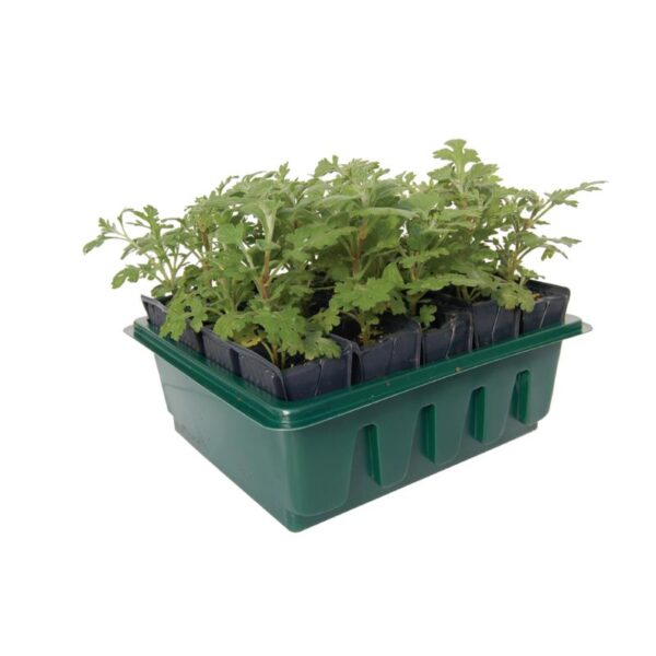 Vækstbakke - Rootrainer - 20 celler