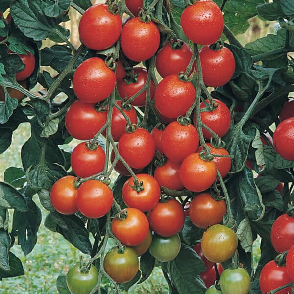 Favorita - Cherrytomat - **F1**