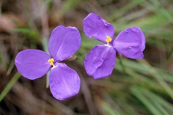 Purple Native Iris - Patersonia Glabrata