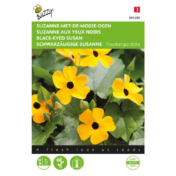 Susan med det sorte øje - Thunbergia alata