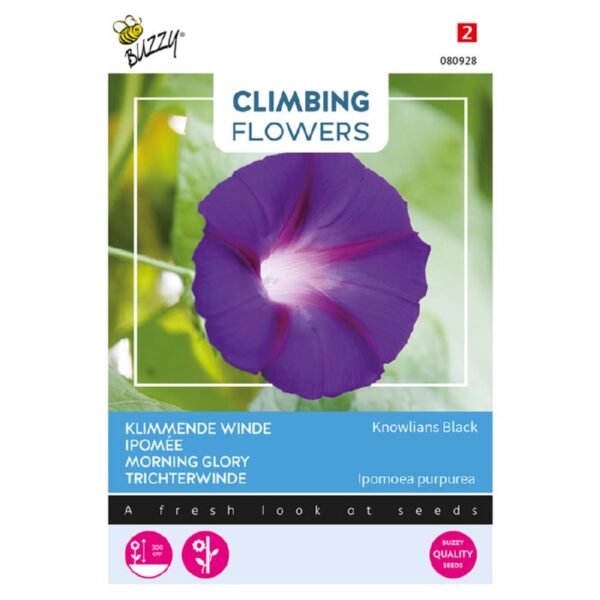 Pragtsnerle - Ipomoea purpurea 'Knowlians Black'