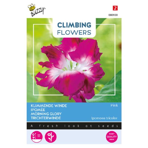 Morning Glory - Pink,  dobbeltblomstret