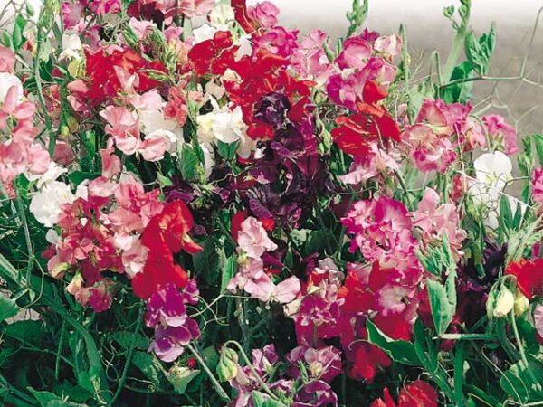 Ærteblomst - Royal Family - Lathyrus odorata -