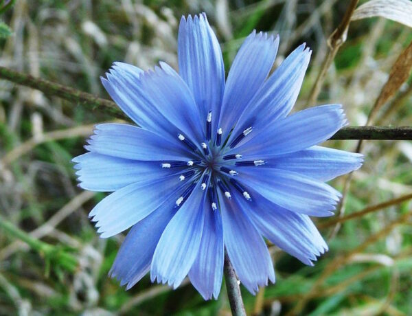Cikorie - Cichorium intybus