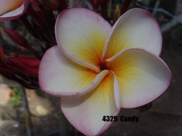 Plumeria - Candy