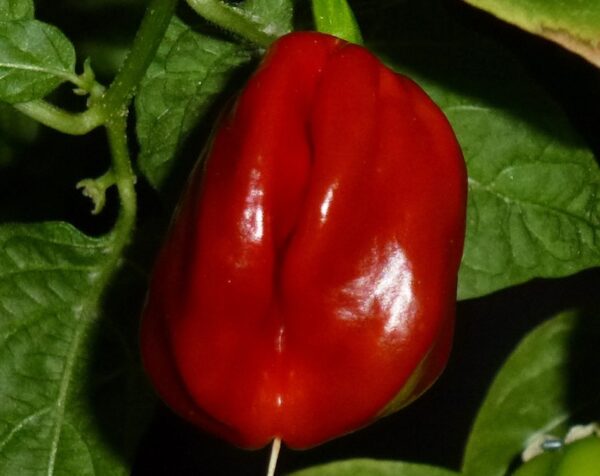 7 Pot Burgundy - C. chinense