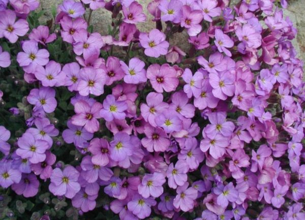 Blåpude - Aubretia Grandiflora Mix