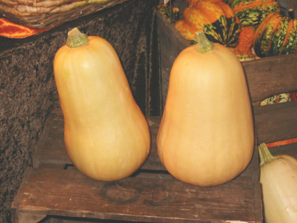 Butternut Squash - Cucurbita moschata